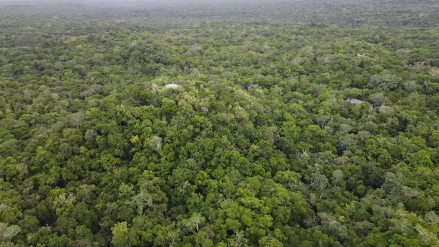 This footage was taken during a 5 Day hike in the ancient mayan jungle on the border between Mexico and Guatemala. A lot of biodiversity can be seen such as Howler- and Spidermonkeys.
