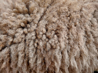 Closeup of Sheep hairs texture. Curly light brown many hairs. 
