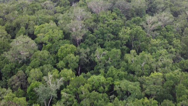 This footage was taken during a 5 Day hike in the ancient mayan jungle on the border between Mexico and Guatemala. A lot of biodiversity can be seen such as Howler- and Spidermonkeys.