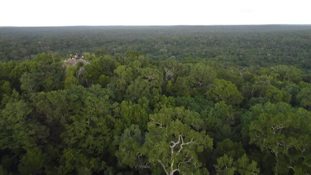 This footage was taken during a 5 Day hike in the ancient mayan jungle on the border between Mexico and Guatemala. A lot of biodiversity can be seen such as Howler- and Spidermonkeys.