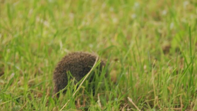 Hedgehog walks on the grass, close-up shot