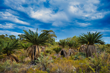 Fototapeta na wymiar Macrozamia riedlei (zamia or zamia palm), a species of cycad endemic in the south of Western Australia, in Badgingarra National Park 