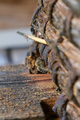 
Bees bring nectar to the hive close-up.