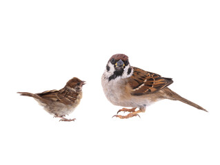 twosparrow isolated on white background