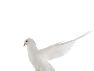 free flying white dove isolated on a white background