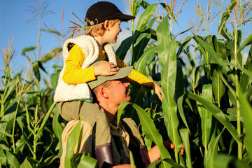 a farmer with a child harvests corn in the field. a farming family farm. the father's day