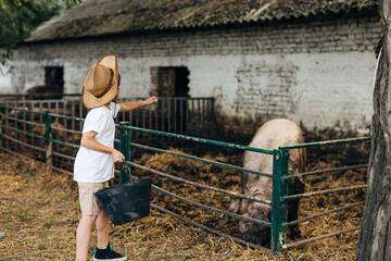 Young boy feeding a pig in the outdoor pigsty.