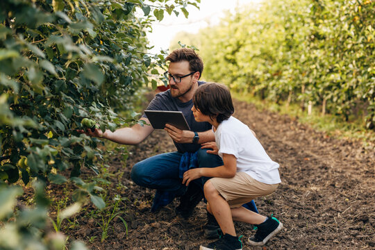 Father and son check whether the apple fruits are ripe