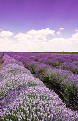 Beautiful lavender field with cloudy sky