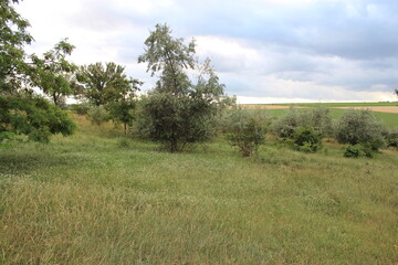 A field of grass and trees