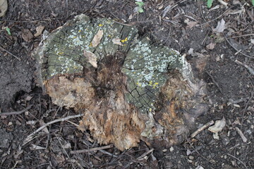 A tree stump on the ground