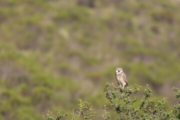 Burrowing owl watching and calling