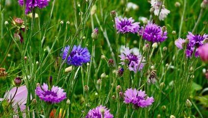 Wild flower field in the summer sunshine with vibrant coloured petals and flower heads of various mixed species.