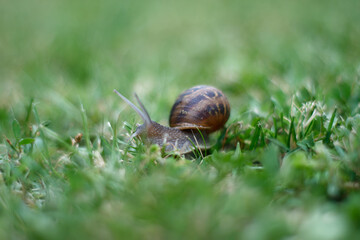 snail on a green leaf