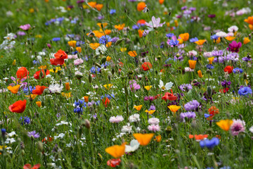 Wild flower field in the summer sunshine with vibrant coloured petals and flower heads of various mixed species.