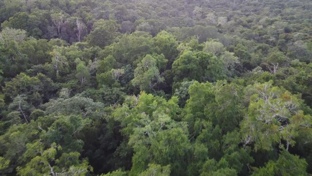 This footage was taken during a 5 Day hike in the ancient mayan jungle on the border between Mexico and Guatemala. A lot of biodiversity can be seen such as Howler- and Spidermonkeys.