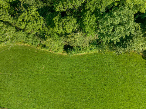 Aerial view of forest edge. Trees beside green field in rural area in Switzerland.