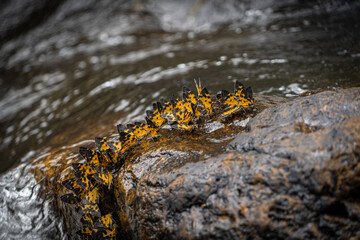Balancing stones and natural art, meditation and yoga for the soul.