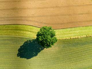 Aerial view of single tree standing on farmland in rural area in Switzerland.