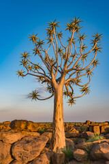 The quiver tree, or aloe dichotoma, Keetmanshoop, Namibia.