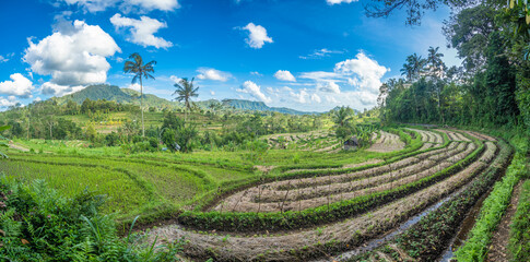 Fototapeta na wymiar Rice fields in Sidemen valley, Bali, Indonesia.