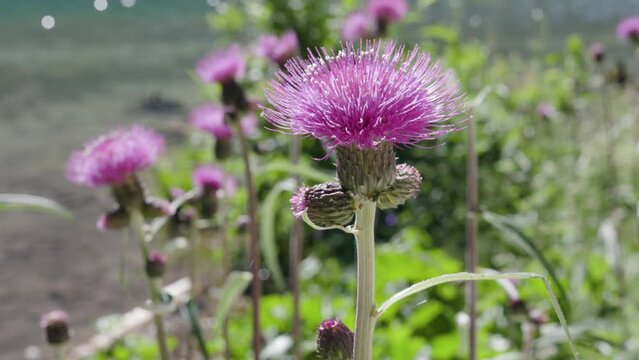 Uncultivated pink cardoon flower