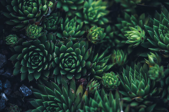 Natur Planzen