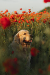 Portrait of a Golden Retriever posing in a poppy field in summer at sunset