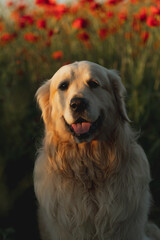 Portrait of a Golden Retriever posing in a poppy field in summer at sunset