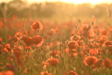 A poppy field in summer at sunset