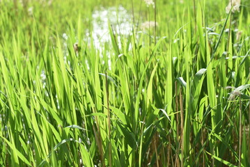 The reeds on the shore of the lake sway in the wind, bright from the sun. Bokeh background.
