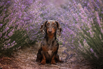 Miniature merle dachshund poses in a lavender field