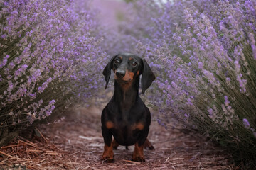 A miniature black dachshund poses in a lavender field