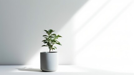 a plant in a white pot on a white table in a white room.  generative ai