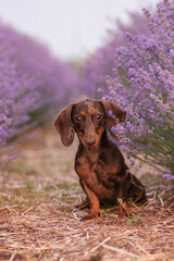 Miniature merle dachshund poses in a lavender field
