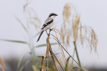 Loggerhead Shrike on some long grass