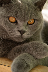 Katze spielt mit wasser