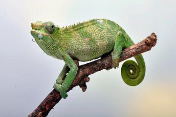 Female fischer chameleon on a white background - obrazy, fototapety, plakaty