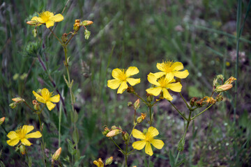 Closeup of the bright yellow blossoms of the St. John's wort plant
