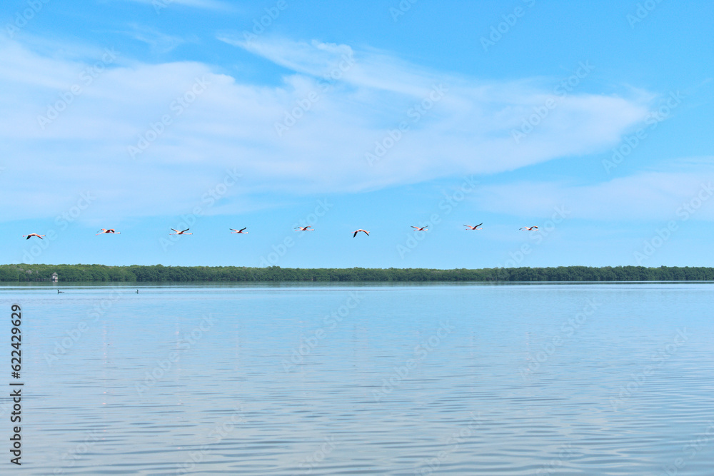 Wall mural Flamingos flying over saltpeter river surrounded by mangroves