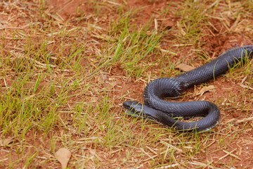 Eastern ratsnake, which was black in color, was seen outdoors in South Carolina region during summer season