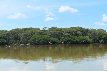 Flock of flamingos flying to the side of the mangroves 2