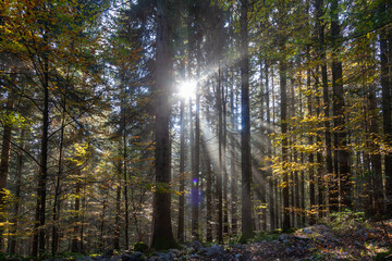 Obraz premium Beautiful sunlight with rays in the autumn forest. 