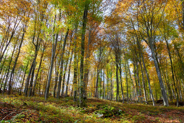 Sunny colorful forest landscape in sunlight.