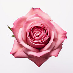 pink rose isolated on white background