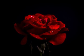 Dramatic red rose against black background with water rain tear droplets on petals, macro detail close up shadows - Powered by Adobe