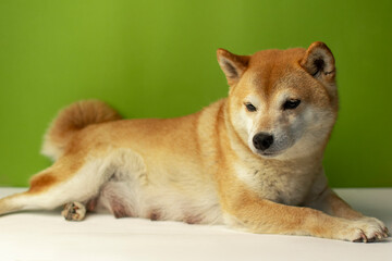 Shiba Inu dog lying on a green background