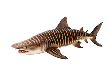 Zebra bullhead shark Heterodontus, Transparent background. generative AI