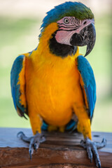 Ara bleu, perroquet 