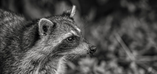 close up of a racoon